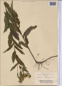 Pentanema salicinum (L.) D. Gut. Larr., Santos-Vicente, Anderb., E. Rico & M. M. Mart. Ort., Siberia, Altai & Sayany Mountains (S2) (Russia)
