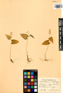 Maianthemum bifolium (L.) F.W.Schmidt, Siberia, Altai & Sayany Mountains (S2) (Russia)