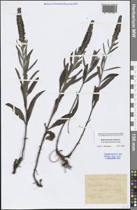 Veronica incana L., Eastern Europe, Central forest-and-steppe region (E6) (Russia)