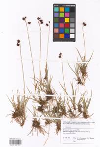 Carex, Siberia, Western Siberia (S1) (Russia)