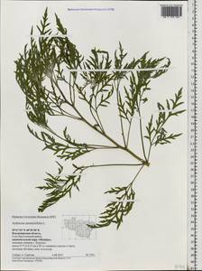 Ambrosia artemisiifolia L., Eastern Europe, Central region (E4) (Russia)