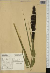 Phragmites australis (Cav.) Trin. ex Steud., Western Europe (EUR) (Germany)