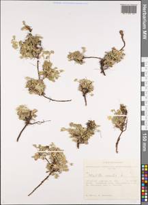 Potentilla acaulis L., Siberia, Altai & Sayany Mountains (S2) (Russia)