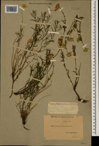 Kemulariella rosea (Steven) Tamamsch., Caucasus, Dagestan (K2) (Russia)