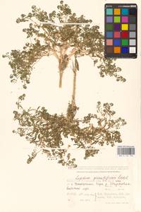 Lepidium pinnatifidum Ledeb., Middle Asia, Caspian Ustyurt & Northern Aralia (M8) (Kazakhstan)