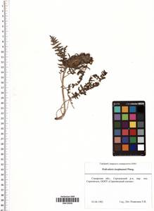 Pedicularis kaufmannii Pinzger, Eastern Europe, Middle Volga region (E8) (Russia)