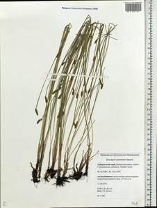Eleocharis ussuriensis Zinserl., Siberia, Russian Far East (S6) (Russia)