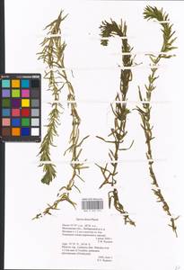 Elodea densa (Planch.) Casp., Eastern Europe, Moscow region (E4a) (Russia)