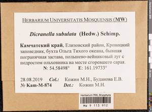 Dicranellopsis subulata (Hedw.) Bonfim Santos, Siebel & Fedosov, Bryophytes, Bryophytes - Chukotka & Kamchatka (B21) (Russia)