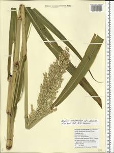 Sorghum bicolor (L.) Moench, Eastern Europe, North-Western region (E2) (Russia)