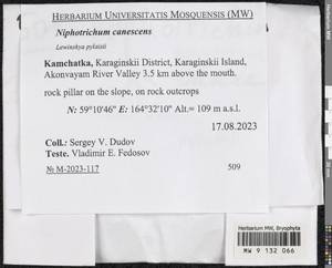 Niphotrichum canescens (Hedw.) Bedn.-Ochyra & Ochyra, Bryophytes, Bryophytes - Chukotka & Kamchatka (B21) (Russia)