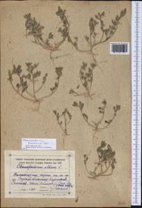 Chenopodium pamiricum Iljin, Middle Asia, Northern & Central Tian Shan (M4) (Kyrgyzstan)