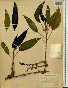 Ficus cordata subsp. salicifolia (Vahl) C. C. Berg, Africa (AFR) (Ethiopia)