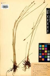 Eleocharis palustris (L.) Roem. & Schult., Siberia, Baikal & Transbaikal region (S4) (Russia)