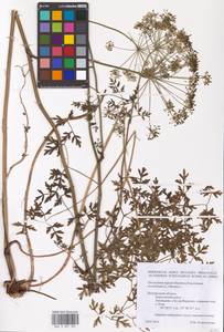 Oreoselinum nigrum Delarbre, Eastern Europe, Central forest-and-steppe region (E6) (Russia)