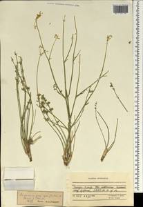 Semenovia propinqua (Aitch.) Manden., South Asia, South Asia (Asia outside ex-Soviet states and Mongolia) (ASIA) (Afghanistan)