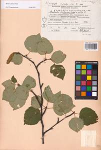 Betula pubescens var. pubescens, Eastern Europe, Eastern region (E10) (Russia)