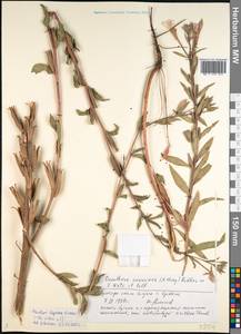 Oenothera villosa subsp. villosa, Eastern Europe, Western region (E3) (Russia)
