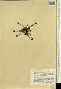 Physospermopsis obtusiuscula (DC.) C. Norman, South Asia, South Asia (Asia outside ex-Soviet states and Mongolia) (ASIA) (China)