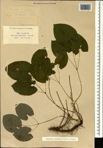 Epimedium pinnatum subsp. colchicum (Boiss.) N. Busch, Caucasus, Krasnodar Krai & Adygea (K1a) (Russia)