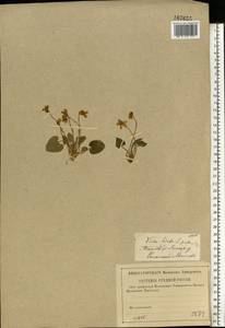 Viola hirta L., Eastern Europe, Central forest-and-steppe region (E6) (Russia)