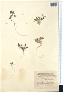 Astragalus arpilobus subsp. drobovii (Popov & Vved.) D. Podl., Middle Asia, Karakum (M6) (Turkmenistan)