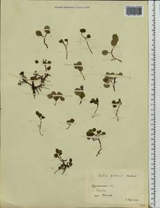 Salix polaris Wahlenb., Eastern Europe, Northern region (E1) (Russia)