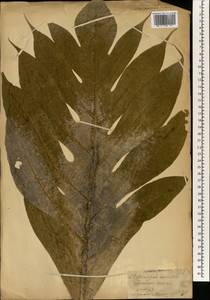 Artocarpus altilis (Parkinson) Fosberg, South Asia, South Asia (Asia outside ex-Soviet states and Mongolia) (ASIA) (Sri Lanka)