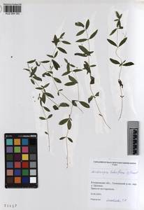KUZ 004 183, Moehringia lateriflora (L.) Fenzl, Siberia, Altai & Sayany Mountains (S2) (Russia)