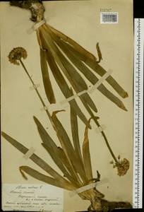 Allium nutans L., Siberia, Western (Kazakhstan) Altai Mountains (S2a) (Kazakhstan)