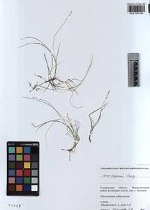 KUZ 002 952, Carex disperma Dewey, Siberia, Altai & Sayany Mountains (S2) (Russia)