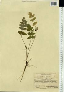 Pastinaca sativa var. sylvestris (Mill.) DC., Eastern Europe, Eastern region (E10) (Russia)