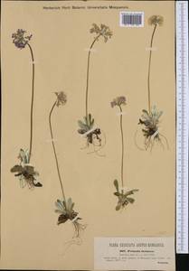 Primula farinosa L., Western Europe (EUR) (Austria)