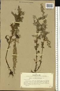 Artemisia macrantha Ledeb., Eastern Europe, Eastern region (E10) (Russia)