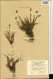 Alopecurus dasyanthus Trautv., Caucasus, South Ossetia (K4b) (South Ossetia)