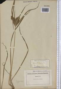 Cyperus strigosus L., America (AMER) (United States)