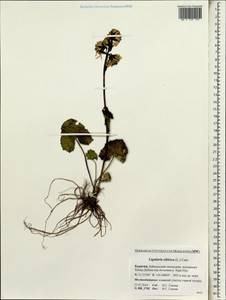Ligularia sibirica (L.) Cass., Siberia, Baikal & Transbaikal region (S4) (Russia)