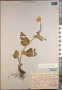 Doronicum altaicum Pall., Siberia, Altai & Sayany Mountains (S2) (Russia)