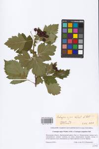 Crataegus nigra Waldst. & Kit., Eastern Europe, Moscow region (E4a) (Russia)