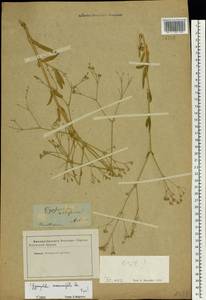 Gypsophila scorzonerifolia Ser., Eastern Europe, Lower Volga region (E9) (Russia)