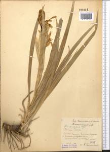 Iris halophila var. sogdiana (Bunge) Skeels, Middle Asia, Western Tian Shan & Karatau (M3) (Uzbekistan)