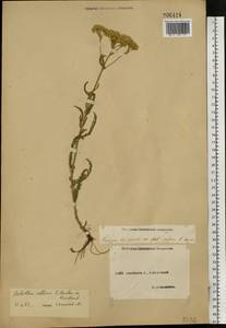 Achillea collina (Wirtg.) Becker ex Rchb., Eastern Europe, Middle Volga region (E8) (Russia)