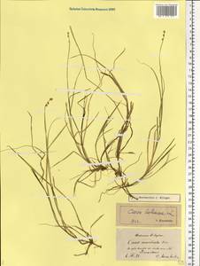 Carex loliacea L., Eastern Europe, North-Western region (E2) (Russia)