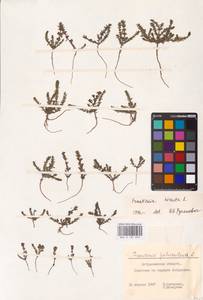 Hypericum perforatum L., Eastern Europe, Lower Volga region (E9) (Russia)