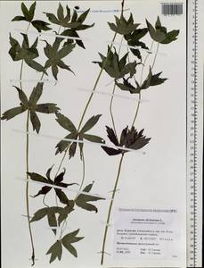 Anemonastrum dichotomum (L.) Mosyakin, Siberia, Baikal & Transbaikal region (S4) (Russia)