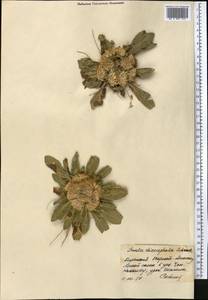 Pentanema rhizocephalum (Schrenk) Sennikov, Middle Asia, Northern & Central Tian Shan (M4) (Kyrgyzstan)