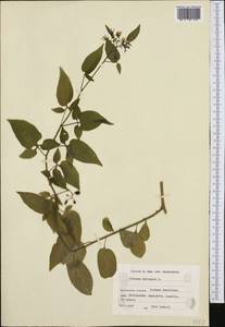 Solanum dulcamara L., Western Europe (EUR) (Finland)