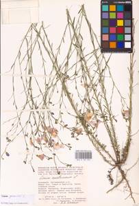 Linum perenne L., Eastern Europe, Lower Volga region (E9) (Russia)