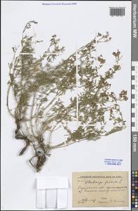 Medicago falcata L., Eastern Europe, Lower Volga region (E9) (Russia)