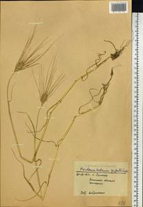 Hordeum vulgare L., Siberia, Western Siberia (S1) (Russia)